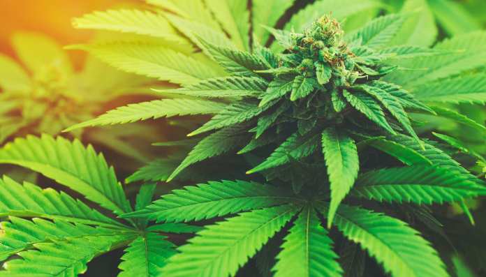 Cannabis: uso moderato in età adulta migliora le facoltà cognitive