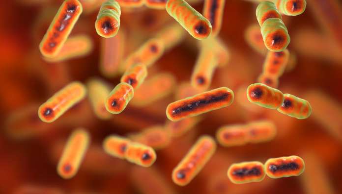 Stitichezza: scoperti due batteri intestinali che distruggono il muco