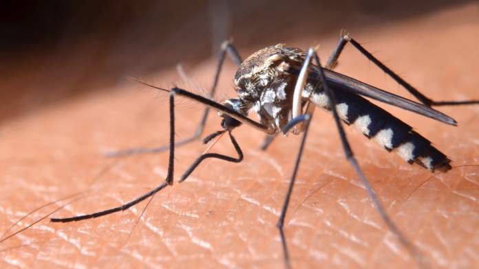 Vaccino Chikungunya: bisogna farlo prima di andare in alcuni Paesi