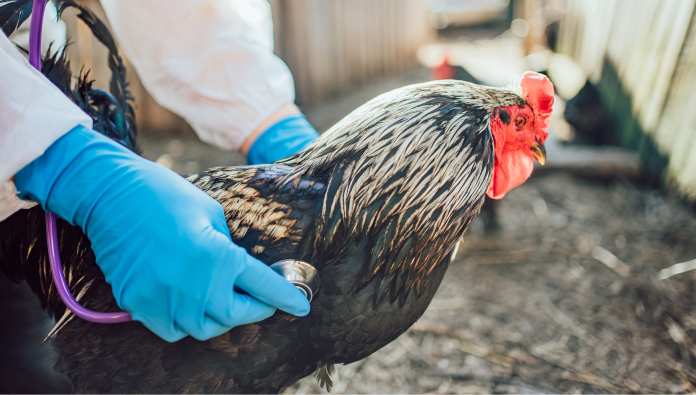 Allarme aviaria in Italia: primo caso umano in Lombardia